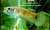 Pre-order Betta Ocellata(Wild Caught) Size 3-4"��� �Դ�Ѻ Pre-Order 30/10/58