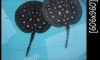 ����١���ູ Po-BlacK ���-���� �ú��͹ 4 ��.58
