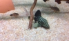 ��¾ҹҤ�� 4 ���� �ҤҶ١�