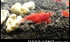  >>> Fire Red Dwarf Shrimp <<< ᴧ 