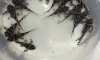 L46 zebra ����Ѻ�����ʹ� (������Ǥ�Ѻ �ͻԴ��â�¤�Ѻ)