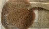 ����� 800 �ҷ  