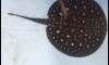 �λ�Դ �ȼ�� ��Ҵ10����� ��¤�� 5,000 �ҷ 