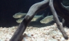 ��»�ҽ٧ : Charax gibbosus �Ҥ������ԡ����§��Ѻ 