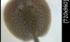 (�Դ)���ູ���»���ҹ4.5-5����3���