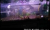 � LEDDIY 120w ������Ǥ�Ѻ