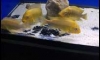 ((��¨���))Petrochromis yellow moshi ��һ��5��Ǽ������ 1/4 
