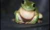 ͧëgreen tree frog () Ѻ