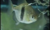 Myleus schomburgkii (Wide Bar) For Sale