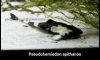 Chameleon Whiptail (Pseudohemiodon apithanos ) for Sale