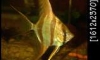 Columbian Altums for sale