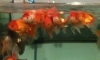 ������һ�ҷͧ���ѹ���ѡ��16���1,500� ��Ҵ5-8"