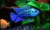 ���� electric blue jack dempsey ��ҧ�Ѻ