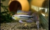 Sale --->> Dwarf Cichlids. Update 25/02/2016