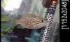 [Up�ٻ ����]  Polleni �ش�˭�