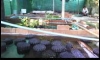 ��ҡ�����١��駡���ᴧ�ʹ����� �ԭ�ҧ����Ѻ