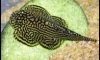 ��»�ҫѤ���������� (Sewellia lineolata)