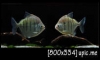 Metynnis Fasciatus For Sale