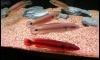 Pre-Order for Crenicichla sp (Atabapo Red)