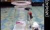  Reef Octopus Regal 250 int ӹ 2500 Ե