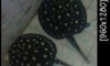 ����١��ҡ��ູ ���� 2 ��͹ ��Ѻ ����繤��Ф�Ѻ 1 ��� �Ҥ� 15000