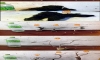 ����LED ����Ѻ���36" ��Т͹���ç��������·ç ���Ѻ��������¢�Ҵ