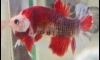 ��ҡѴ koi �Ѵ�ô 