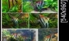 �����Ф�Ѻ Redback Angelfish Rio.Manacapuru 䫴��˭��������­ 10 �ҷ 
