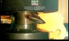 ��� Parosphromenus Alfredi(Wild Caught) ����� 1 ����ش���¨���