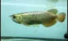 �ͧ������ BLUE BASE ��� 12���� By.Art Arowana