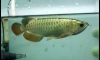 �ͧ������FULL HELMET ��� 11���� By.Art Arowana