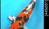 ��»�Ҥ�������١� (��ԡ����§) ��ѺŴ�ҤҶ١���Ҵ��