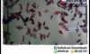 �Դ�Ѻ Pre Order ���͵��Թ� 䫵� 3cm ��� 5cm ��Ѻ