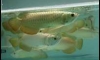 �ͧ������ 24K Golden ��� 7-8 ���� 1�٧ By.Art Arowana