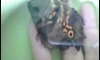 ## �������ʡ�� short body ������� �Ҥ� 300 �ҷ ##