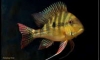 Geophagus dicrozoster 3" �Ҥ� 3 ��� 1000