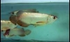 �ͧ������ 24K Golden ��� 7-8 ���� 1�٧ By.Art Arowana