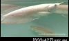 Silver albino Arowana �ѧ���Թ��͡��ᴧ