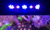 LED Ѻ§Сѧ  سҾ٧ § SPS, LPS Тͧ͹ 
