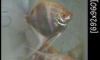 Per-Order Albino Peruvian Angelfish 