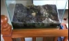 ��µ������ 24" ���¹�� �������� �Ѵ�� �ͧ�ء�ԡ�Դ˹��¤�Ѻ (��§����)