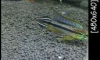 ��͹حҵ ��»�� 5 ��¡�äѺ��