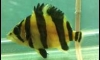 ���͵�����˭� ����� ��Ҵ 2" �����¤��