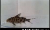 ��Ҥء��ᤷ�Ԫ /synodontis multipunctatus