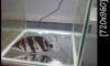 ��»�����͵�����˭�����Ҵ4.5-5����