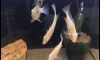 �Τ�������͡ �һ���