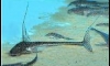 Pre-Order for Apistoloricaria ommation 