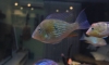 ��ͧ��â�� Acarichthys heckelii  ��Ҵ 4 ���� 5 ��� �Ҥ� 1,500 �ҷ