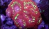 ¡鹵 LPS and Soft Corals (4qurizt 26/5/16) 