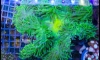 ҹǷչ֧ ҡ괺͡տ괤Һ Reefzeed 5/6/2016